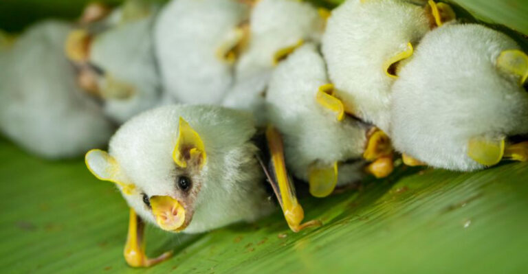 The Honduran White Bat: 10 Fun Facts About This Pocket-Sized Wonder