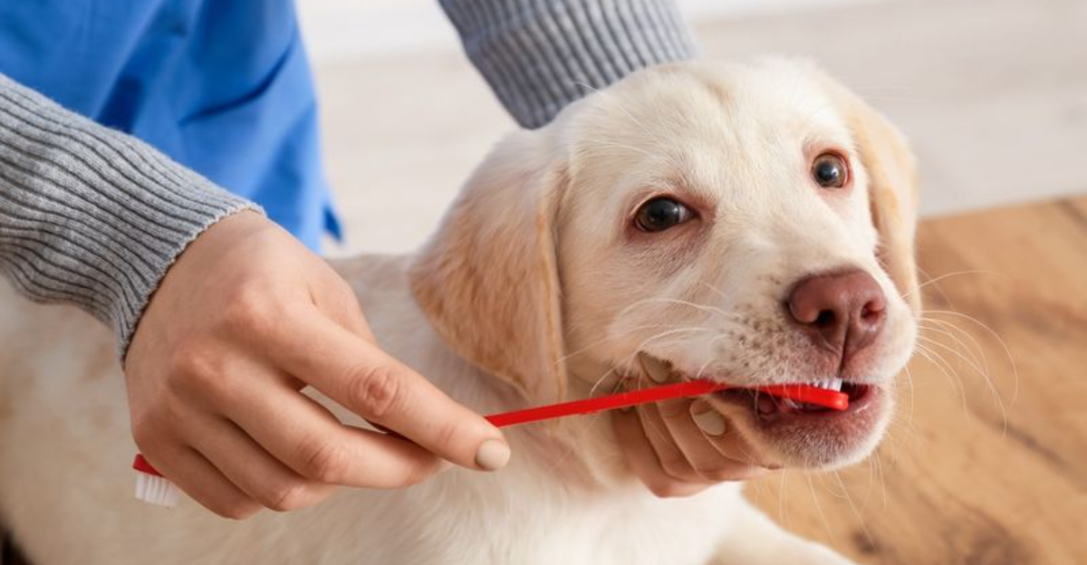 The Importance Of Dental Care For Dogs