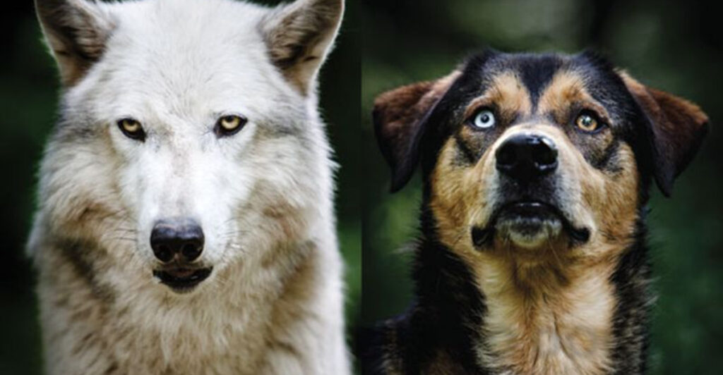 The Journey Of Domestication: How Wolves Became Dogs