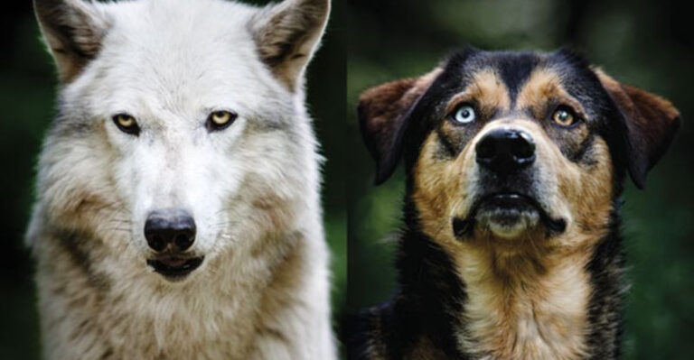 The Journey Of Domestication: How Wolves Became Dogs