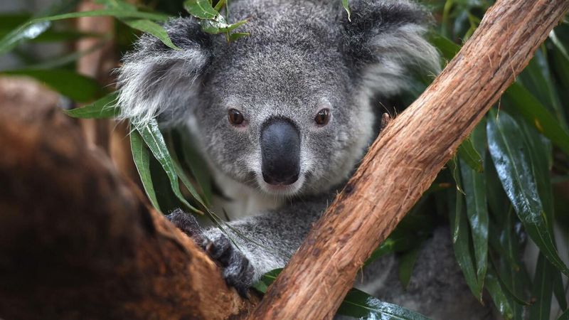 Conservation Legislation Enacted