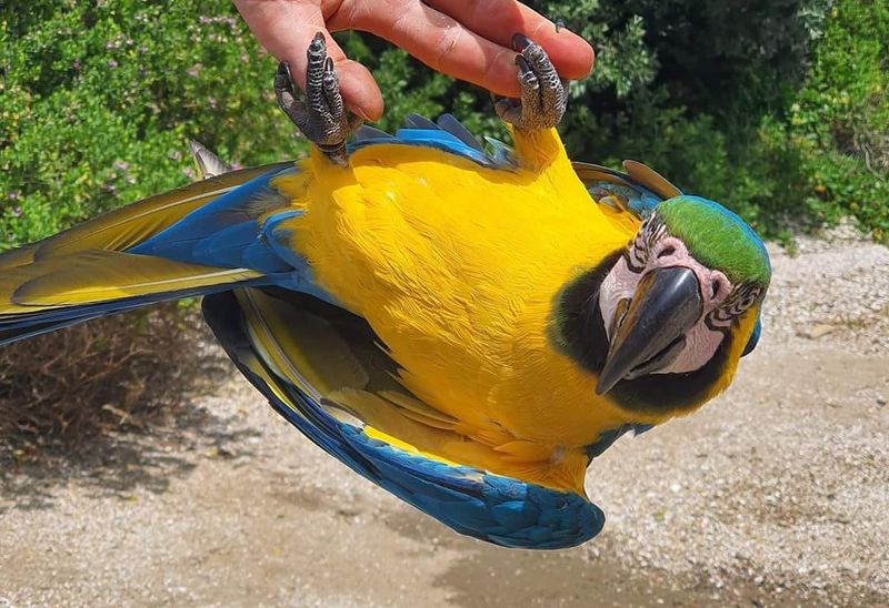 Parrot's Pizza Parlor Visit