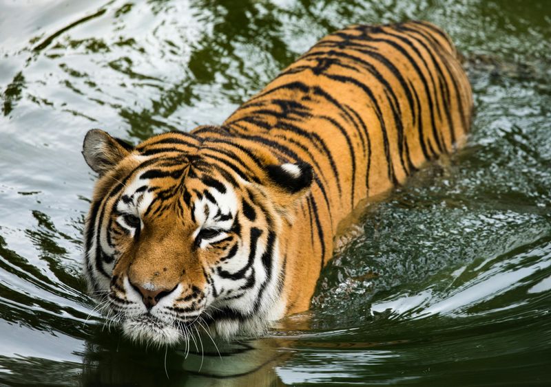 Tigers Love Water
