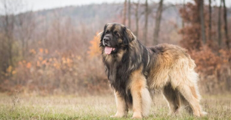 The Largest Shepherd Dog Breeds Are Robust Giants