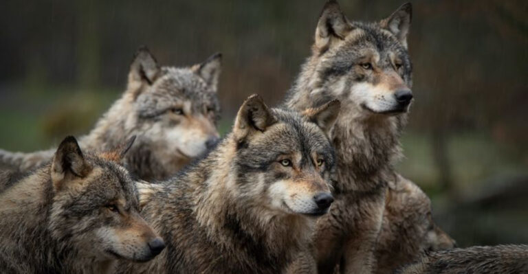 The Largest Wolf Pack In America: Key Facts Behind The Discovery