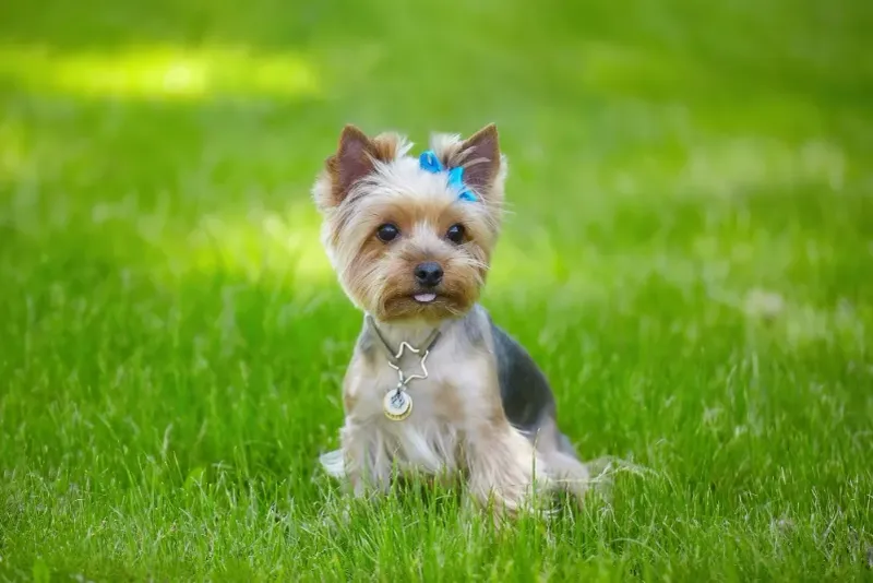 The Pint-Sized Party Animal
