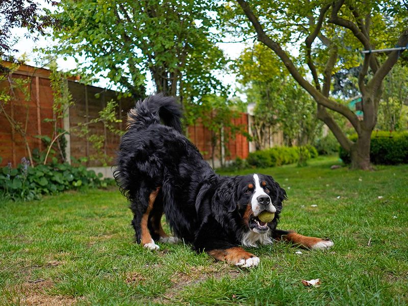 The Playful Invitation Bark