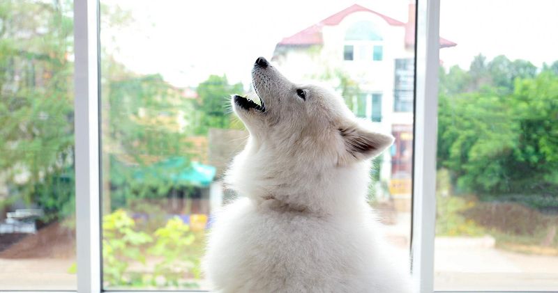 The Lonely Howl-Bark Combo