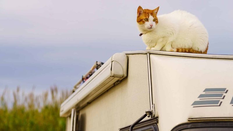 The Independent Traveler