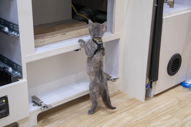 The Great Escape Artist