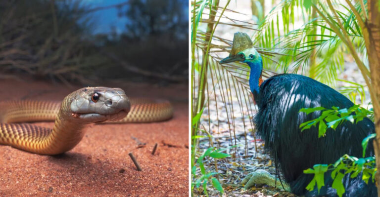 The Most Dangerous Australian Animals You Should Fear