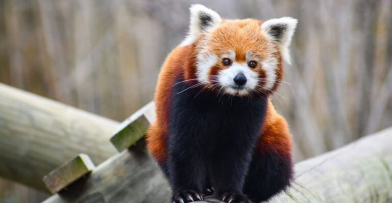 The Most Fascinating Subspecies Of Wildlife