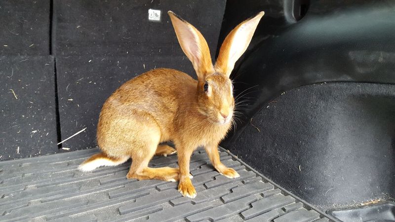 The Prehistoric Powerhouse: Belgian Hare