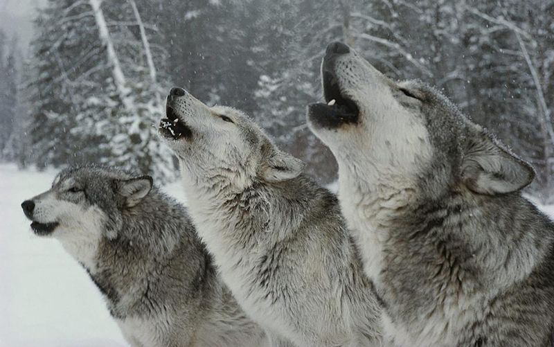 Howling: The Ancient Conference Call