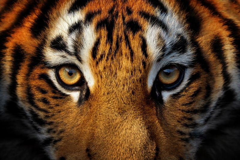 The Stealth Of A Tiger