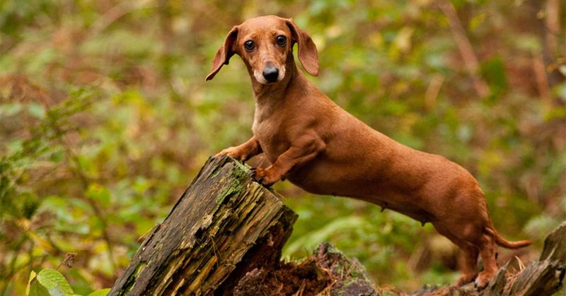 The Wiener Dog Wonder