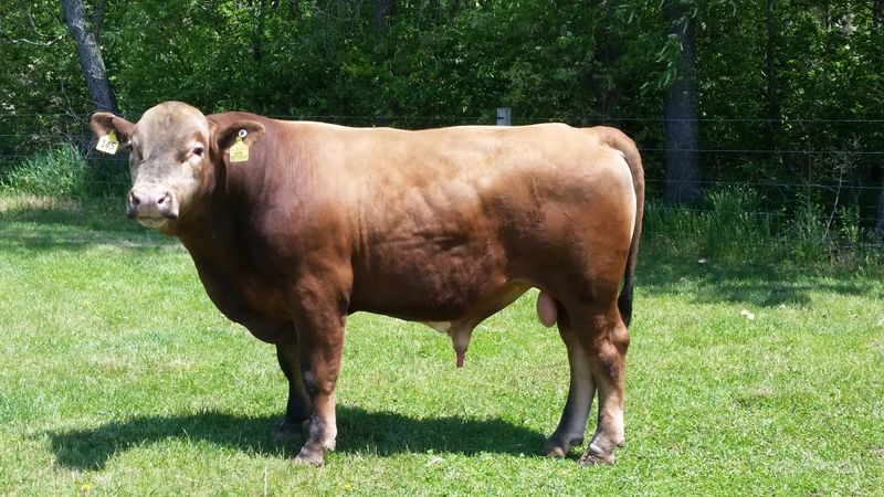 Beefalo: The Sustainable Meat Source