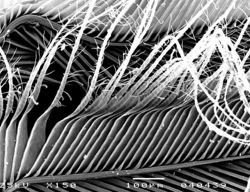 Feathers Designed For Silence