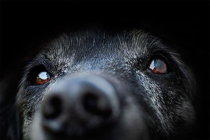 Dogs Have A Sixth Sense