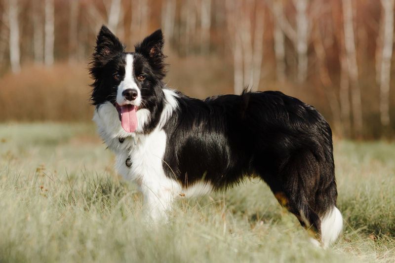 A Running Buddy Extraordinaire