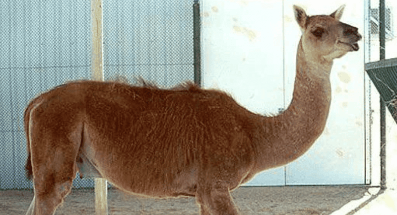 Cama: The Camel-Llama Wonder