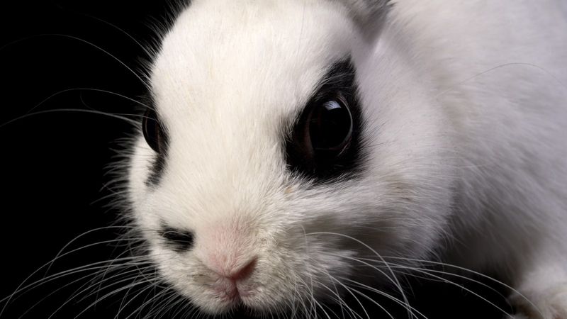 The Colorful Colossus: Giant Hotot