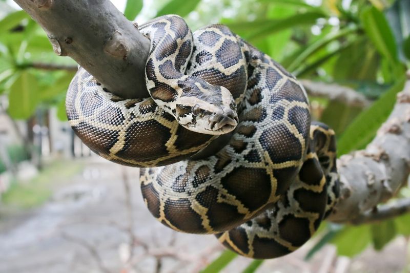 The Record-Breaking Burmese Python
