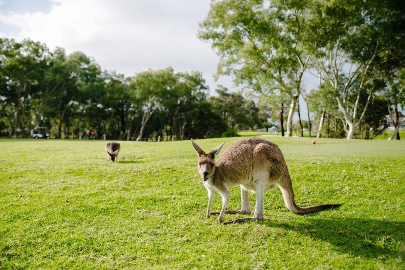 Kangaroo's Golf Course Hop