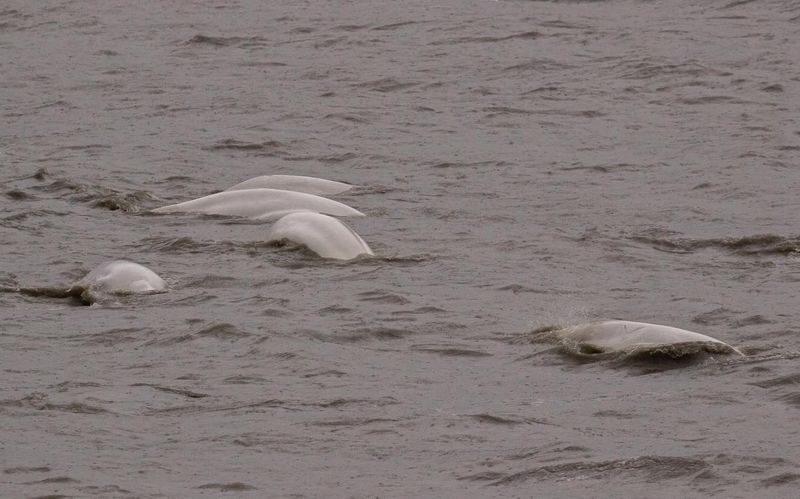 Narluga: The Arctic Mystery
