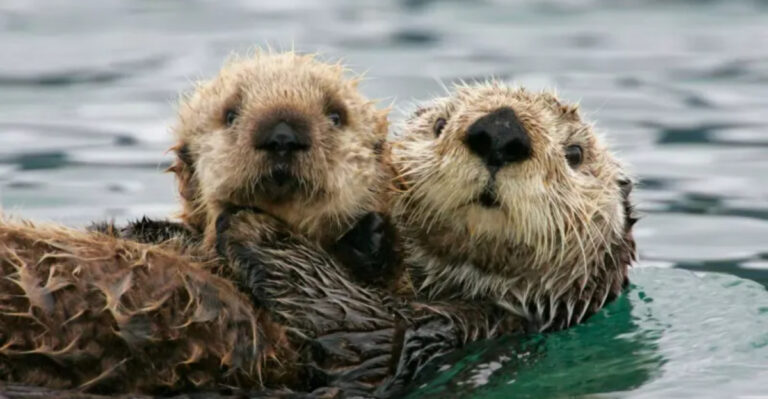The Sea Otter Mystery: 17 Reasons They Matter