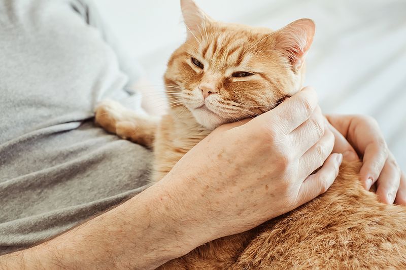 Purr Volume Cranked Up For You