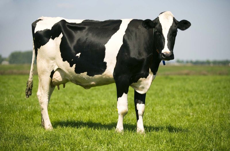 The Udder Marvel