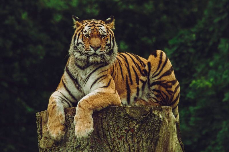 Tigers In Mythology