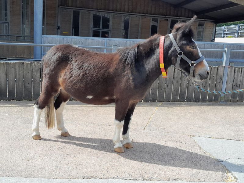 The Powerful Mule