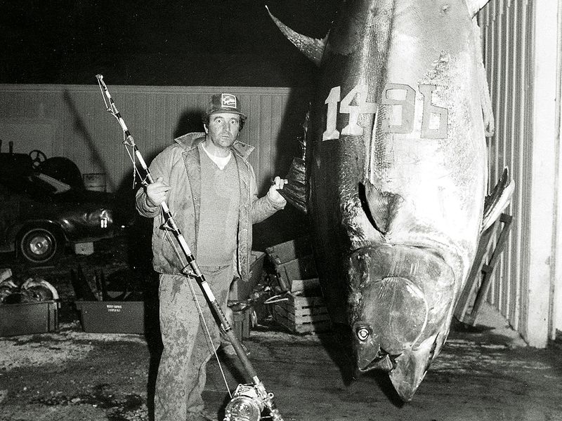 The Bluefin Tuna Mountain