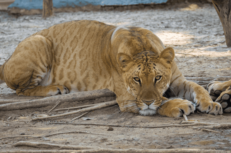 The Majestic Liger