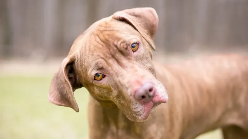 The Cognitive Confusion Bark