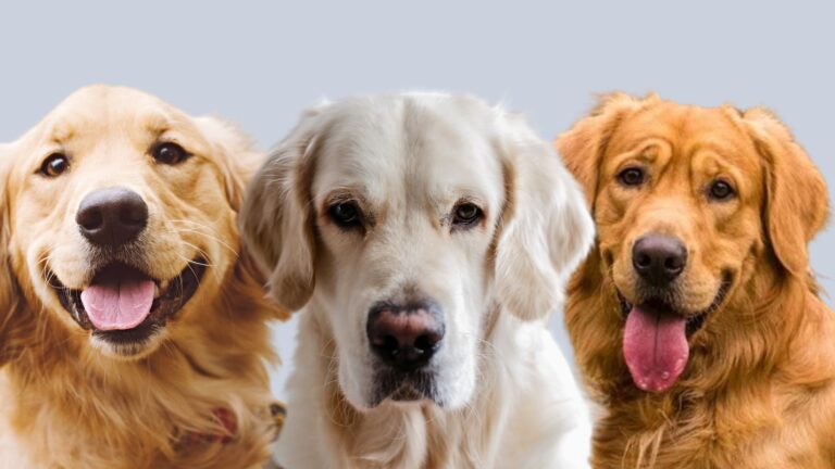The Three Golden Retriever Types Key Differences And Common Traits