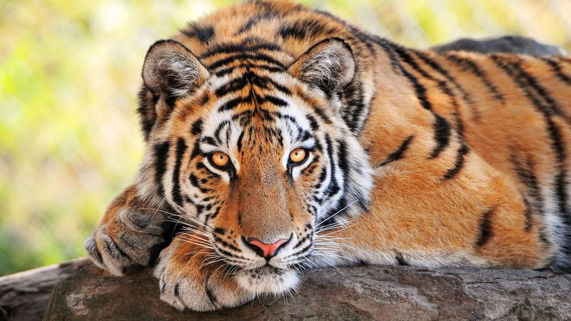 Tigers Are Solitary