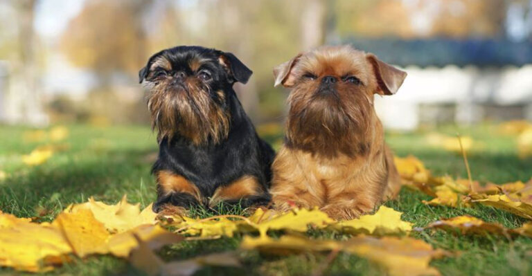 The Top 18 Dog Breeds That Don’t Smell