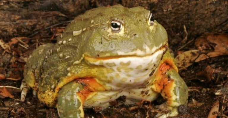 The Tough Defender: 16 Powerful Facts About The African Bullfrog