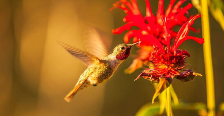 The Truth About Hummingbirds And The Color Red