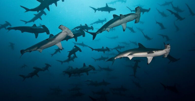 The U.S. Bays Where Sharks Give Birth Every Spring