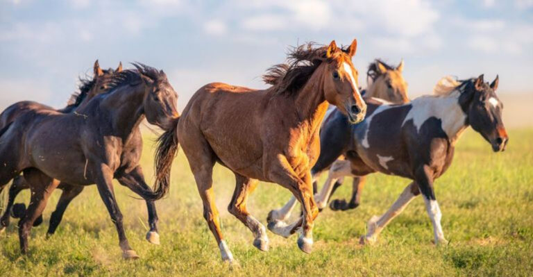 The U.S. States With The Highest Horse Populations