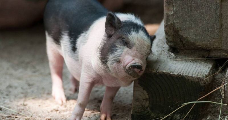 The Micro-Pig Phenomenon