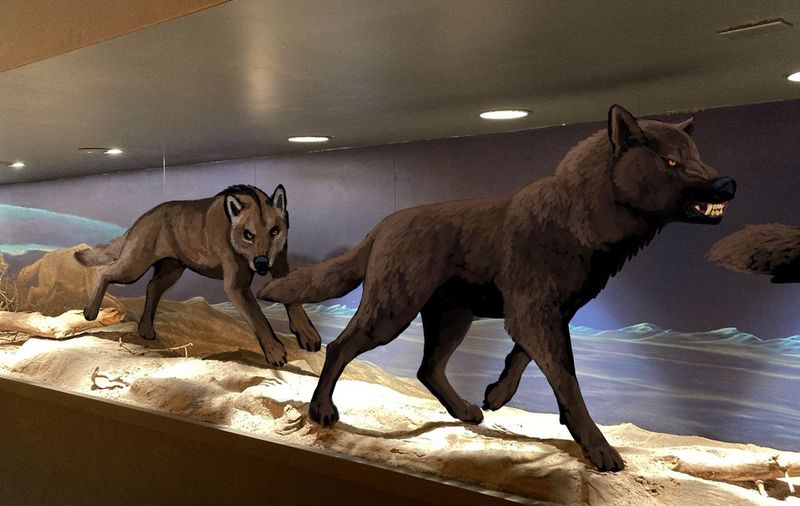 Supersized Pack Hunters
