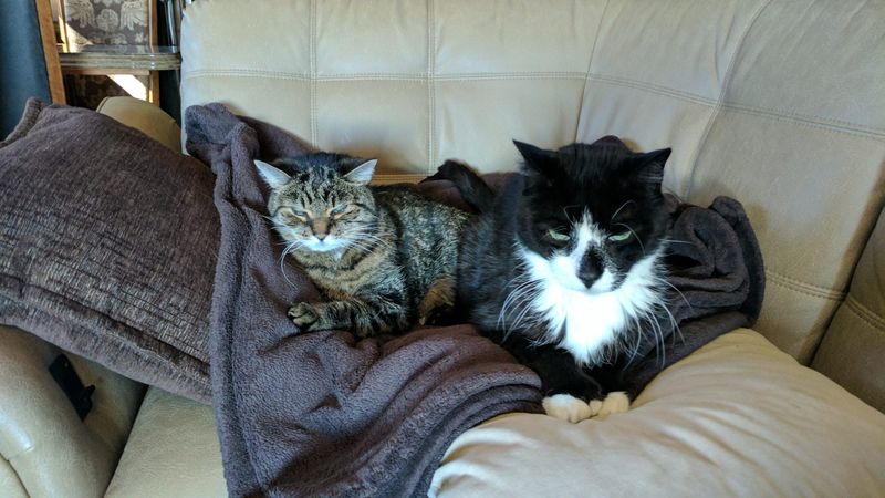The Cozy Companion