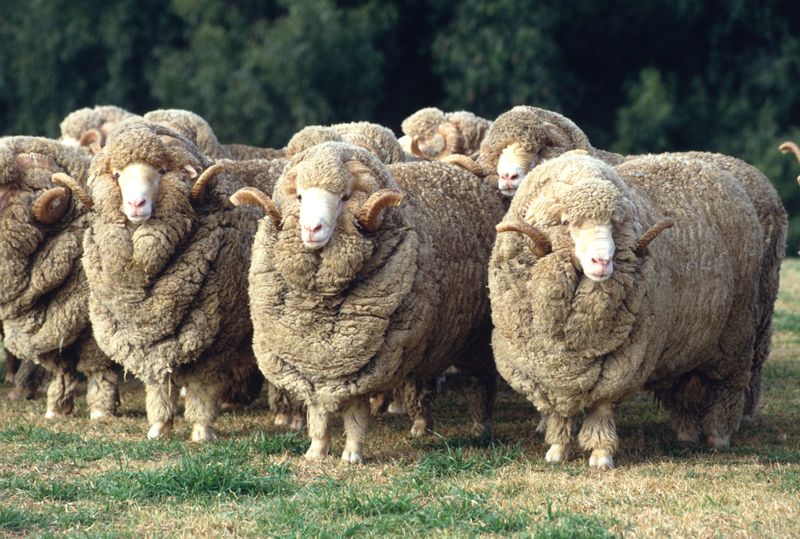 The Woolly Cash Cow