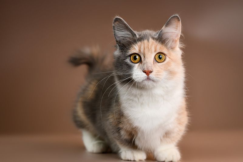 The Perpetual Kitten