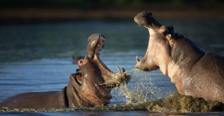 The World’s 17 Most Ruthlessly Lethal Animals